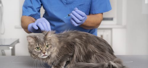 close-up-veterinary-doctor-taking-care-pet (1) close-up-veterinary-doctor-taking-care-pet (1)