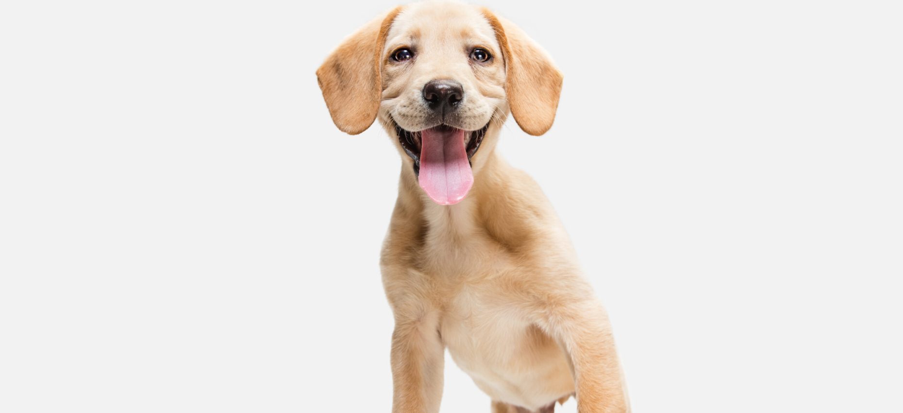 Sincere kid. Little Labrador Retriever playing isolated on white studio background. Young doggy, pet looks playful, cheerful, sincere kindly. Concept of motion, action, pet's love, dynamic. Copyspace.