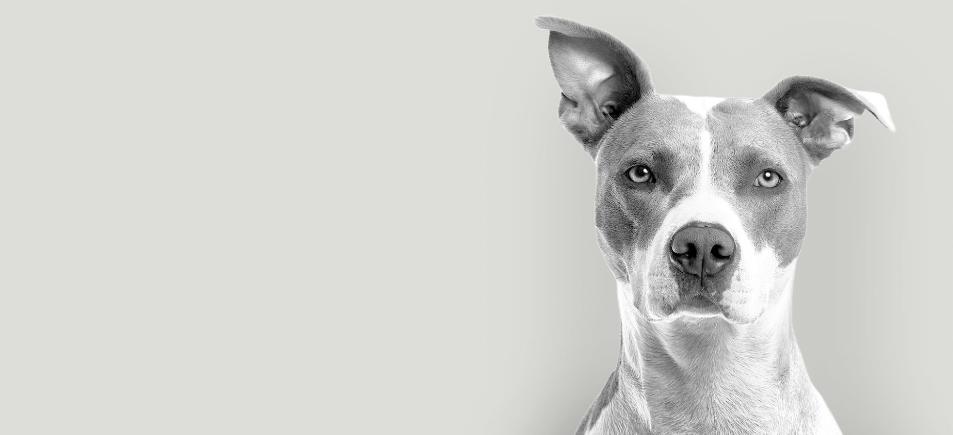pet-care-about